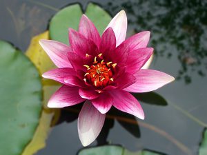 flower, lotus, water lily-3093072.jpg