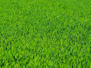 grass, lawn, grass blades-275986.jpg